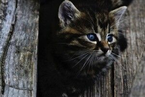 16-річний підліток на хресті розіп'яв кота