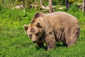 У волинському лісі помітили ведмедя