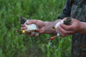 Закільцьований три роки тому на Рівненщині кулик-сорока цьогоріч гніздиться у Польщі (Фото)