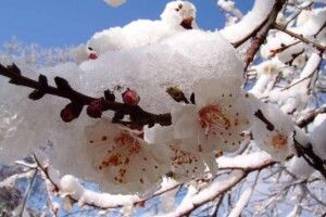 Погода на вівторок, 14 квітня: нічні заморозки, мокрий сніг, холодний вітер...