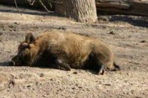 Волинські лісівники борються з поширенням африканської чуми