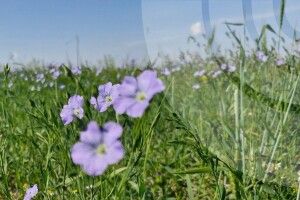 Спека з грозою: яка погода чекає на лучан завтра
