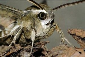 На вулицях Луцька знайшли велетенську диво-комаху (Фото)