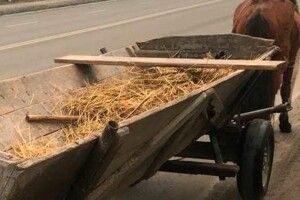 У Луцьку затримали нетверезого водія за кермом гужової підводи 