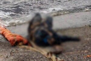 На Київському водосховищі знайшли тіло російського пілота