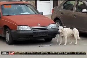 «Слава Україні!»: у Ялті «засікли» чотирилапого «диверсанта»