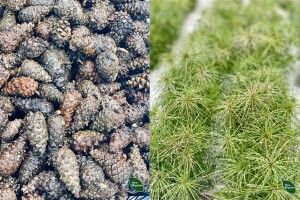 Волинські лісівники заготовляють шишки, щоб зібрати найкращої якості насіння
