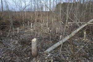 Біля Лютки розхазяйнувалися бобри