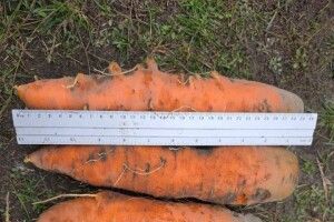 На Волині господиня виростила велетенську моркву 