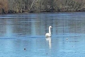 У Луцьку  врятували родину лебедів, які примерзли до криги (Відео)
