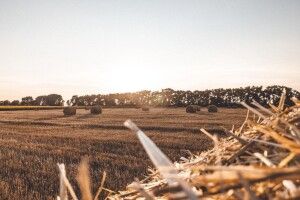 Вже майже 16 тисяч українців продали свої земельні паї