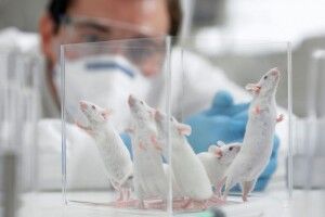 Американська компанія оприлюднила результати випробувань вакцини від COVID-19 на мишах