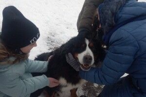 На Театральному майдані лучани знімали стрес зі швейцарськими зенненхундами (Фото. Відео)