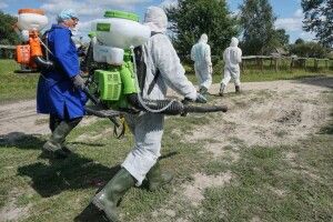У сусідів — чума. А на Рівненщині — нема