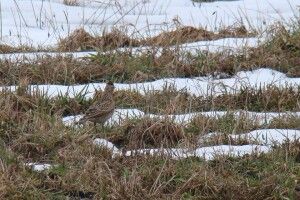 На території НПП «Прип'ять-Стохід» вже бачили гуску з журавлем