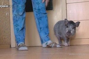 Рівнянин просто у квартирі завів свиню (відео)