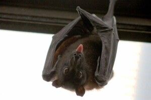 Кажан вкусив 16-річного львів'янина за шию, поки він спав