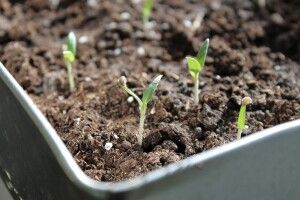 Посівний  календар на 2023 рік  з урахуванням фаз Місяця