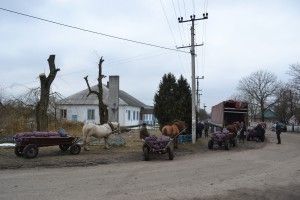 Камінь-Каширщина: гарбузи і морква вигідніші, ніж картопля