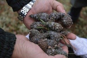 Волинські лісівники сушать мільйони шишок