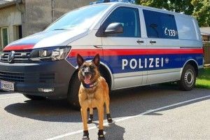 Собачкам роздали спецвзуття!