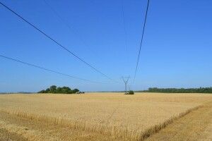 Україна за 5 днів вибрала квоти на експорт пшениці та кукурудзи в ЄС 