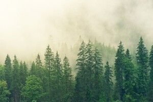 У білорусі зняли заборону на відвідування лісів біля кордонів з Україною