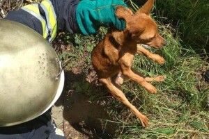 Бійці ДСНС витягнули з глибокої ями руде собаченя (фото)