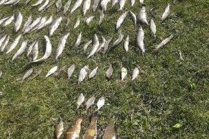Волиняни незаконно наловили риби червонокнижного виду (Фото)