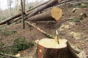 Маневиччанин нарубав дерев на 20 тисяч гривень