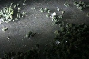 Як браконьєри вбивають Світязь