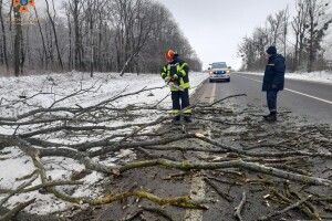 На Волині на дорогу впало дерево