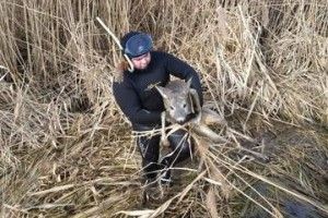 Бійці ДСНС та водолази врятували на Хрінницькому водосховищі козулю (фото)