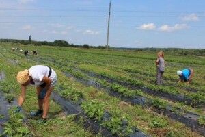 Волинськими ягодами ласуватимуть за кордоном