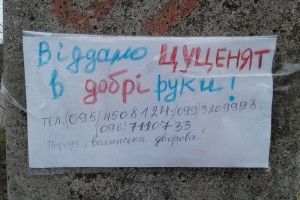 У Луцьку вивели небачену досі породу собак – підійде лише дуже класним людям (фото)