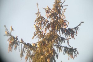 Волинянка «вбила» одним пострілом камери цілу зграю омелюхів (Фото)