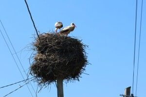 У Шацьку на Волині рахували лелек на висотних опорах