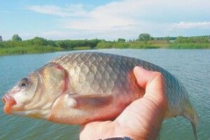 На Волині браконьєри виловили сітками 27 карасів (Фото)