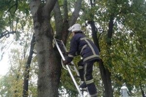 У Рожищі бійці ДСНС рятували хвостатого верхолаза 