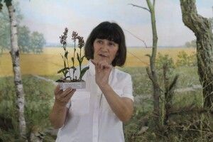 Волинський обласний музей провів ботанічний практикум