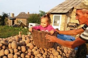 Картопляне дитинство: і хай весь світ зачекає...