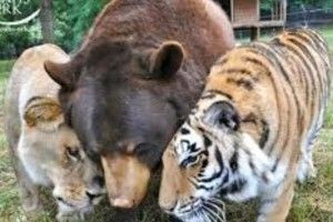 У Німеччині із зоопарку втекли ведмідь, леви, тигри та ягуар