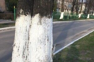 Лучан закликали не білити дерева та бордюри