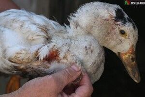 Невідомий звір вкрав у горохівчанки 11 качок