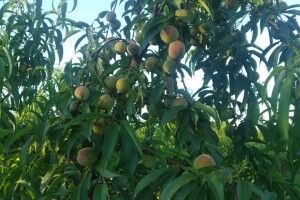 Приїжджайте з дітьми і батьками: волинян запрошують у персиковий сад (Фото. Відео)