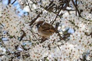 Якою буде погода на Волині 