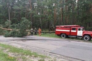 Дерево могло наробити біди