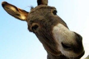 В Україні виготовляють дорогоцінний сир із віслючого молока