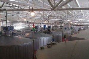 Чи загрожує волинським цукроварам криза? 