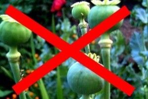 У рівнянки виявили на дачі мак